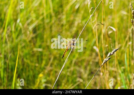 Una libellula siede su un gambo di erba alta del prato. Foto estate brillante. Foto Stock