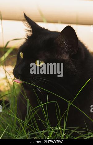 Un gatto nero sta mangiando erba verde fresca nel giardino a casa Foto Stock