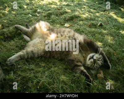 Un tortoiseshell tabi gatto si trova sulla sua schiena e si rilassa nel giardino sull'erba. Animali domestici. Foto orizzontale. Foto Stock