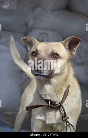 Cane divertente all'aperto. Ritratto all'aperto di un cane giovane. Cane che riposa all'aperto in autunno. Foto di un cane all'aperto dall'atmosfera suggestiva. Primo piano ritratto di cane Foto Stock