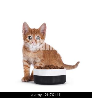 Carino gatto casa rosso in piedi dietro ciotola di ceramica riempito di cibo secco. Guardando verso la fotocamera. Isolato su sfondo bianco. Foto Stock
