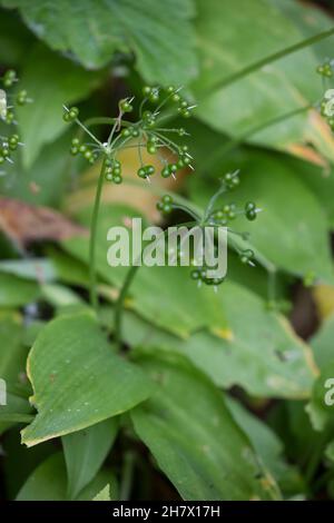 Bärlauch, Bär-Lauch, Frucht, Früchte, Fruchtstand, Samen, Allium ursinum, aglio selvatico, Ramsons, aglio di legno, Buckrams, aglio a foglia larga, legno-Garli Foto Stock