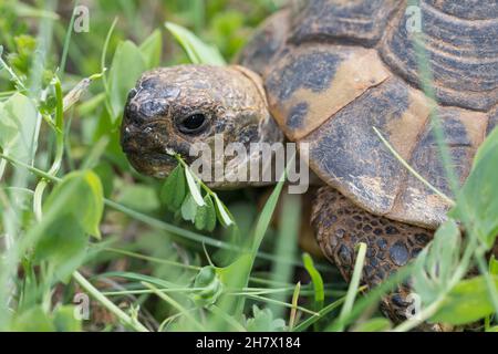 Griechische Landschildkröte, Landschildkröte, Schildkröte, Testudo hermanni, Testudo hermanni boettgeri, La tartaruga di Hermann, la tartaruga greca, la Tortua Foto Stock