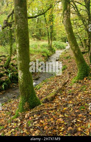Il torrente a Long Wood in autunno nel Mendip Hills National Landscape vicino a Cheddar, Somerset, Inghilterra. Foto Stock
