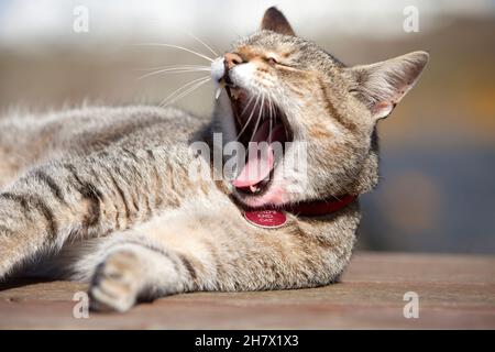 Un gatto tabby si gela mentre si crogiolava al sole Foto Stock