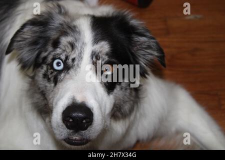 Border Collie con heterochromia Foto Stock