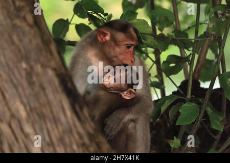 Scimmia (macaca radiata) madre e bambino nella giungla, in Asia. famiglia delle scimmie Foto Stock