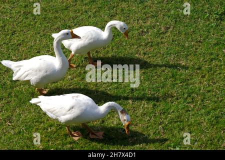 Una famiglia di Peking anatre bianche nazionali a piedi sul prato verde in primavera, uccelli domestici. Foto Stock