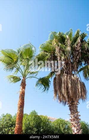 Mulino albero di palma Trachycarpus Fortunei con foglie morte marrone prima e dopo la rifinitura, cielo blu sfondo. Foto Stock