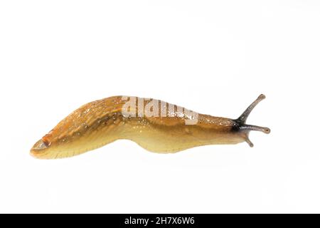 Durham / Green-soled Slug (Arion flagellus) strisciando su uno sfondo bianco, Wiltshire, Regno Unito, ottobre. Foto Stock