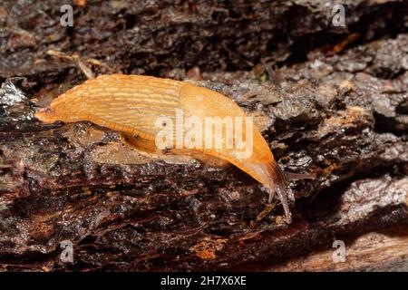 Durham / Green-soled Slug (Arion flagellus), forma arancione, strisciando su un vecchio ceppo in un giardino di notte, Wiltshire, Regno Unito, ottobre. Foto Stock