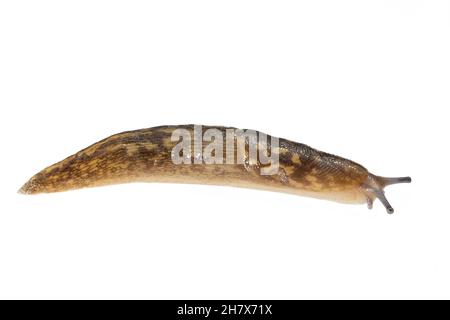 Irish Yellow Slug / Green Cantine Slug (Limacus maculatus) strisciando su uno sfondo bianco, Wiltshire, UK, ottobre. Foto Stock