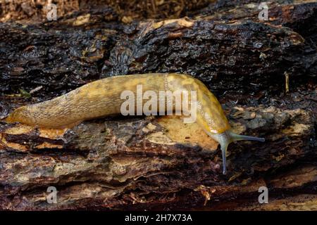 Irish Yellow Slug / Green cantina Slug (Limacus maculatus) strisciando su un vecchio ceppo in un giardino di notte, Wiltshire, Regno Unito, ottobre. Foto Stock