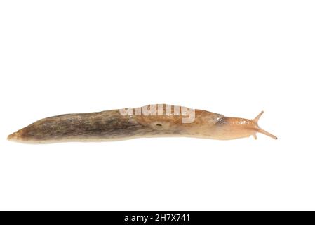 Netted Slug / Gray Field Slug (Deroceras reticulatum) strisciando su uno sfondo bianco, Wiltshire, UK, ottobre. Foto Stock