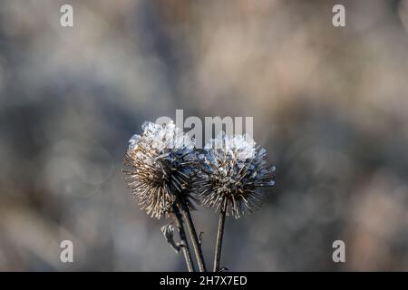 Primo piano del gelo bianco su una pianta di burdock minore appassita che cresce in un campo in una fredda mattina di novembre con uno sfondo sfocato. Foto Stock
