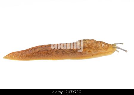 Slug cantina gialla (Limacus Flavus) strisciando su uno sfondo bianco, Wiltshire, Regno Unito Foto Stock