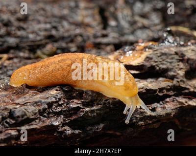 Slug cantina gialla (Limacus flavus) strisciando su un vecchio ceppo in un giardino di notte, Wiltshire, Regno Unito, ottobre. Foto Stock