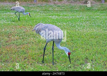 Due gru di Sandhill della Florida (Antigone canadensis pratensis) foraging in campo in inverno, Florida, Stati Uniti / USA Foto Stock