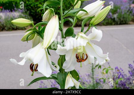 Gruppo di molti grandi fiori bianchi e germogli di Lilium o Lily pianta in un giardino in stile cottage britannico in una giornata estiva soleggiata, bella all'aperto floreale b Foto Stock