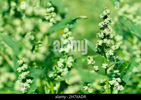 Fat Hen (album di chenopodium), primo piano di una singola pianta fiorente che cresce tra una massa di altri. Foto Stock