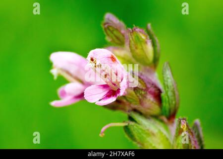 Bartsia rosso (odontites verna), da vicino che mostra i piccoli fiori rosa uncinati della pianta di prateria isolato su un fondo verde semplice. Foto Stock
