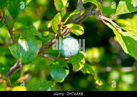 Sloe o Blackthorn (prunus spinosa), primo piano che mostra una singola bacche bluastra o sloe che matura sul cespuglio nel sole di fine estate. Foto Stock
