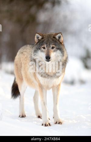 Ritratto di lupo marrone su campo innevato nella foresta Foto Stock