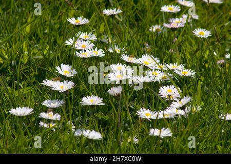 Margherite di bue-eye che crescono intorno ai Machars, Dumfries & Galloway, Scozia Foto Stock