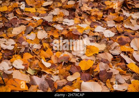 Caduti foglie variegate a fine autunno nei colori rosso, marrone, organi e giallo Foto Stock