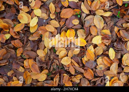 Italia, Lombardia, foglie di Faggio caduto in autunno Foto Stock