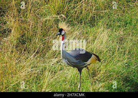 Un Crane incoronato dell'Africa orientale Foto Stock