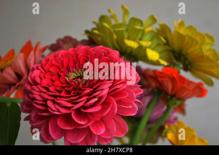 Mix di fiori vivaci e colorati di zinnia Foto Stock