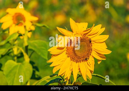 api occupate raccogliendo polline da girasoli in fiore a fine estate Foto Stock