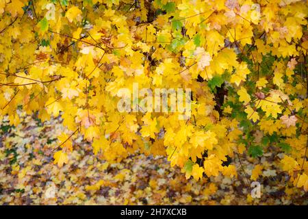 L'Italia, Lombardia, giardino, Angolo Alto Vista di albero in foglie di autunno Foto Stock