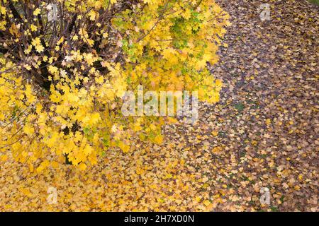 L'Italia, Lombardia, giardino, Angolo Alto Vista di albero in foglie di autunno Foto Stock