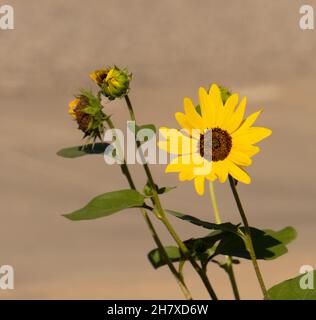 girasole giallo prateria in fiore Foto Stock