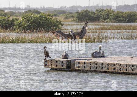 Un pellicano marrone (Pelecanus occidentalis) che atterra su un bacino con ali sparse a St. Augustine, Florida. Foto Stock