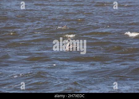 Un pellicano marrone (Pelecanus occidentalis) che nuota sull'acqua al fiume Guana in Ponte Vedra Beach, Florida. Foto Stock