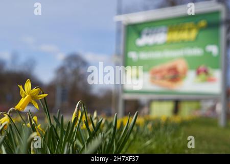 Nurtingen, Germania - 20 marzo 2021: Focus on giallo fiore di daffodil. Affissioni per il ristorante Subway sulla strada. Prospettiva di profondità. Europa, Nürt Foto Stock