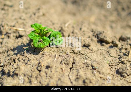 Giovane sprut verde di patate sulla terra, agricoltura biologica Foto Stock