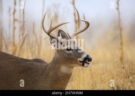 Cervi dalla coda bianca durante il buck di novembre Rut Foto Stock