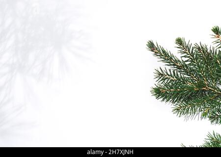 Verde ramo fresco di albero di Natale e delicata ombra di un pino su sfondo bianco. Natale e Capodanno. Spazio copia Foto Stock