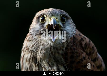 Kestrel chiamata Foto Stock