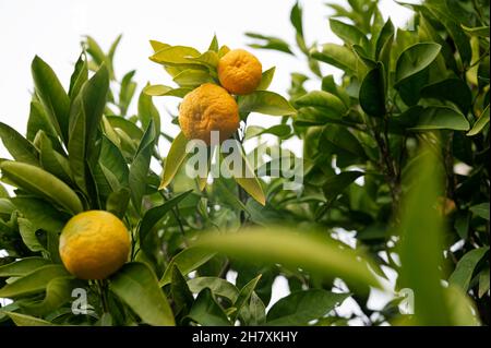 Vista dal basso di mandarini o tangerini che crescono e maturano su un albero. Foto Stock