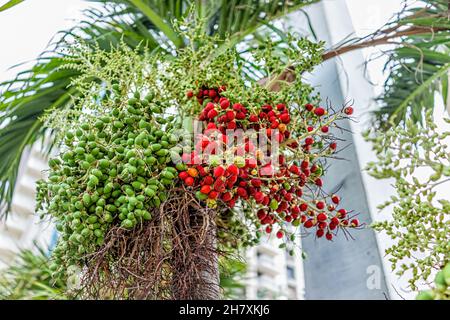 Frutta fresca dattero che cresce sull'albero a Miami, Florida, con vibrante colore rosso maturo sui rami che guardano al mazzo Foto Stock