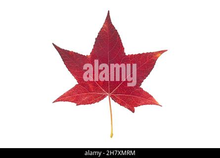 Foglia di gomma dolce rossa americana, isolata su sfondo bianco Foto Stock