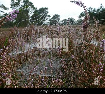 Fiore viola erica chiaro o calluna vulgaris con un ragnatela. Il nastro è coperto da piccole gocce d'acqua che sembrano dei piccoli diamanti Foto Stock