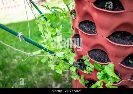 Closeup di foglie verdi di piselli snap zucchero in giardino torre verticale contenitore con terreno e pali bastoni pali per trellis arrampicata pianta Foto Stock