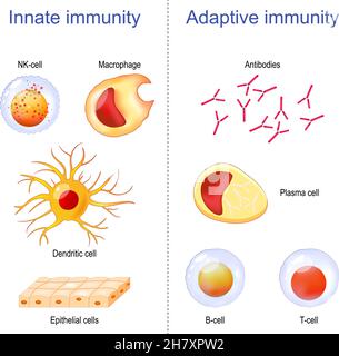 Immunità adattiva: Cellule T, anticorpi, cellule plasma e cellule B. Immunità innata: Macrofagi, cellule dendritiche, epiteliali e NK. Infografie di immunologia Illustrazione Vettoriale