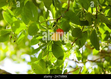 Primo piano dei frutti freschi maturi di un albero di fragola / Arbutus unedo Foto Stock